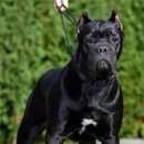 Подробнее об объявлении «Пропала собака кобель Белгород» Фото: пропала собака Кане-корсо «Пропала собака кобель Белгород» в г. Белгород