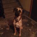 Подробнее об объявлении «Найдена собака Нижний Новгород» Фото: найдена собака  «Найдена собака Нижний Новгород» в г. Нижний Новгород