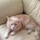 Подробнее об объявлении «Пропал кот Дорохово» Фото: пропала кошка Мейн-кун «Пропал кот Дорохово» в г. Дорохово