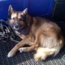 Подробнее об объявлении «Пропала собака кобель Нижний Новгород» Фото: пропала собака  «Пропала собака кобель Нижний Новгород» в г. Нижний Новгород