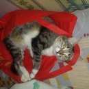 Подробнее об объявлении «Пропала кошка м.коломенское Москва» Фото: пропала кошка  «Пропала кошка м.коломенское Москва» в г. Москва