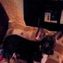 Подробнее об объявлении «Пропала собака кобель Белгород» Фото: пропала собака Чихуахуа «Пропала собака кобель Белгород» в г. Белгород