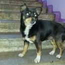 Подробнее об объявлении «Новокузнецк Найдена собака кобель» Фото: найдена собака  «Новокузнецк Найдена собака кобель» в г. Новокузнецк