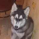 Подробнее об объявлении «Пропала собака пожалуйста, помогите найти Нахабино» Фото: пропала собака Сибирская хаски «Пропала собака пожалуйста, помогите найти Нахабино» в г. Нахабино
