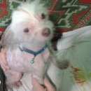 Подробнее об объявлении «Пропала собака кобель в новогоднюю ночь Санкт-Петербург» Фото: пропала собака Китайская хохлатая собака «Пропала собака кобель в новогоднюю ночь...» в г. Санкт-Петербург