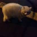 Подробнее об объявлении «Найден кот/кошка цвет белый Москва» Фото: найдена кошка  «Найден кот/кошка цвет белый Москва» в г. Москва