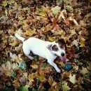 Подробнее об объявлении «Пропала собака кобель джек-рассел терьер, кобель Санкт-Петербург» Фото: пропала собака Джек рассел терьер «Пропала собака кобель джек-рассел терьер,...» в г. Санкт-Петербург