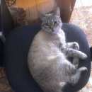 Подробнее об объявлении «Пропала кошка Великий Новгород (Новгород)» Фото: пропала кошка  «Пропала кошка Великий Новгород (Новгород)» в г. Великий Новгород (Новгород)