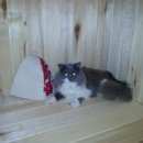 Подробнее об объявлении «Пропал кот Щербинка» Фото: пропала кошка  «Пропал кот Щербинка» в г. Щербинка