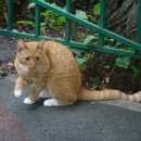 Подробнее об объявлении «Найден кот молодой кот Москва» Фото: найдена кошка  «Найден кот молодой кот Москва» в г. Москва