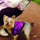 Подробнее об объявлении «Пропала собака кобель Санкт-Петербург» Фото: пропала собака Йоркширский терьер «Пропала собака кобель Санкт-Петербург» в г. Санкт-Петербург