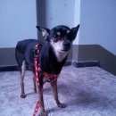 Подробнее об объявлении «Воронеж Найдена собака кобель» Фото: найдена собака Той-терьер «Воронеж Найдена собака кобель» в г. Воронеж