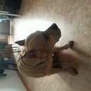 Подробнее об объявлении «Найдена собака Нижний Новгород» Фото: найдена собака  «Найдена собака Нижний Новгород» в г. Нижний Новгород