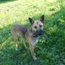 Подробнее об объявлении «Найдена собака Городец» Фото: найдена собака  «Найдена собака Городец» в г. Городец