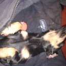 Подробнее об объявлении «Пропала собака такса сука 13.02.16 в11.30 каръер мочище магазин ярче Новосибирск» Фото: пропала собака Такса «Пропала собака такса сука 13.02.16 в11.30...» в г. Новосибирск