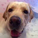 Подробнее об объявлении «Подольск Пропала собака кобель» Фото: пропала собака  «Подольск Пропала собака кобель» в г. Подольск