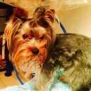 Подробнее об объявлении «Пропала собака Санкт-Петербург» Фото: пропала собака Йоркширский терьер «Пропала собака Санкт-Петербург» в г. Санкт-Петербург