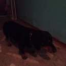 Подробнее об объявлении «Красноярск Найдена собака кобель» Фото: найдена собака Такса «Красноярск Найдена собака кобель» в г. Красноярск