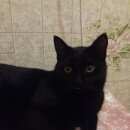 Подробнее об объявлении «Найдена кошка Ханты-Мансийск» Фото: найдена кошка  «Найдена кошка Ханты-Мансийск» в г. Ханты-Мансийск