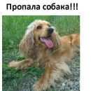 Подробнее об объявлении «Белореченск Пропала собака» Фото: пропала собака Английский кокер-спаниель «Белореченск Пропала собака» в г. Белореченск