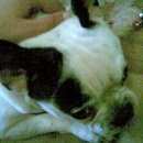 Подробнее об объявлении «Пропала собака кобель Азов» Фото: пропала собака Французский бульдог «Пропала собака кобель Азов» в г. Азов