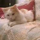 Подробнее об объявлении «Найден кот домашний кот Москва» Фото: найдена кошка  «Найден кот домашний кот Москва» в г. Москва