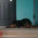 Подробнее об объявлении «Красноярск Найдена собака кобель» Фото: найдена собака  «Красноярск Найдена собака кобель» в г. Красноярск