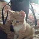 Подробнее об объявлении «Пропал кот Тосно» Фото: пропала кошка Австралийская овчарка «Пропал кот Тосно» в г. Тосно