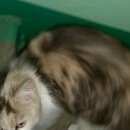 Подробнее об объявлении «Жуковский Найден кот» Фото: найдена кошка  «Жуковский Найден кот» в г. Жуковский