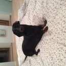 Подробнее об объявлении «Пропала собака Санкт-Петербург» Фото: пропала собака  «Пропала собака Санкт-Петербург» в г. Санкт-Петербург