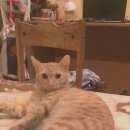 Подробнее об объявлении «Адлер Пропал кот» Фото: пропала кошка  «Адлер Пропал кот» в г. Адлер