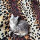 Подробнее об объявлении «Чехов Пропала кошка» Фото: пропала кошка  «Чехов Пропала кошка» в г. Чехов