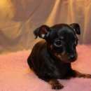 Подробнее об объявлении «Пропала собака Пермь» Фото: пропала собака Той-терьер «Пропала собака Пермь» в г. Пермь