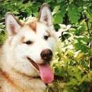 Подробнее об объявлении «Пропала собака кобель Троицк» Фото: пропала собака Сибирская хаски «Пропала собака кобель Троицк» в г. Троицк