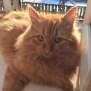 Подробнее об объявлении «Воронеж Пропала кошка» Фото: пропала кошка  «Воронеж Пропала кошка» в г. Воронеж
