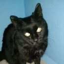 Подробнее об объявлении «Найдена кошка Ханты-Мансийск» Фото: найдена кошка  «Найдена кошка Ханты-Мансийск» в г. Ханты-Мансийск