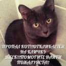 Подробнее об объявлении «Пропал кот  Липецк» Фото: пропала кошка Русская голубая «Пропал кот  Липецк» в г. Липецк