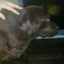 Подробнее об объявлении «Батайск Найдена собака» Фото: найдена собака  «Батайск Найдена собака» в г. Батайск