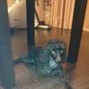 Подробнее об объявлении «Найдена собака карликовый пудель, девочка 4-5 лет, черная Черногорск» Фото: найдена собака Пудель «Найдена собака карликовый пудель, девочка 4-5...» в г. Черногорск