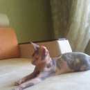 Подробнее об объявлении «Пропала кошка Оренбург» Фото: пропала кошка Канадский сфинкс «Пропала кошка Оренбург» в г. Оренбург