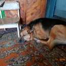 Подробнее об объявлении «Пропала собака кобель похож на немецкую овчарку Тула» Фото: пропала собака  «Пропала собака кобель похож на немецкую овчарку...» в г. Тула