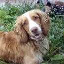 Подробнее об объявлении «Пропала собака кобель Ханты-Мансийск» Фото: пропала собака Русский охотничий спаниель «Пропала собака кобель Ханты-Мансийск» в г. Ханты-Мансийск