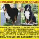 Подробнее об объявлении «Москва Пропала собака кобель и бернские зенненхунды» Фото: пропала собака Бернская пастушья собака «Москва Пропала собака кобель и бернские...» в г. Москва