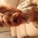 Подробнее об объявлении «Пропала собака кобель Ульяновск» Фото: пропала собака Йоркширский терьер «Пропала собака кобель Ульяновск» в г. Ульяновск