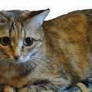 Подробнее об объявлении «Оренбург Пропала кошка» Фото: пропала кошка  «Оренбург Пропала кошка» в г. Оренбург