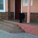 Подробнее об объявлении «Истра Пропала собака кобель ньюфаундленд» Фото: пропала собака Ньюфаундленд «Истра Пропала собака кобель ньюфаундленд» в г. Истра