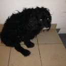 Подробнее об объявлении «Найдена собака кобель Нижний Новгород» Фото: найдена собака  «Найдена собака кобель Нижний Новгород» в г. Нижний Новгород