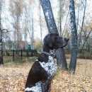 Подробнее об объявлении «Подольск Пропала собака кобель курцхаар» Фото: пропала собака Курцхаар «Подольск Пропала собака кобель курцхаар» в г. Подольск