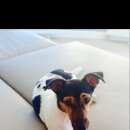 Подробнее об объявлении «Пропала собака Самара» Фото: пропала собака Джек рассел терьер «Пропала собака Самара» в г. Самара