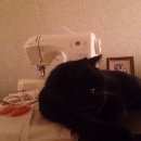 Подробнее об объявлении «Найден кот Москва» Фото: найдена кошка  «Найден кот Москва» в г. Москва